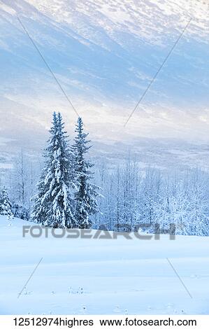Spruce trees covered in fresh snow stands in front of a birch tree forest blanketed in white snow, the mountainsides of Turnagain Pass looming in the background, Kenai Peninsula, South-central Alaska; Alaska, United States of America View Large Photo Image Stock Photograph - Spruce trees covered in fresh snow stands in front of a birch tree forest blanketed in white snow, the mountainsides of Turnagain Pass looming in the background, Kenai Peninsula, South-central Alaska; Alaska, United States of America. Fotosearch