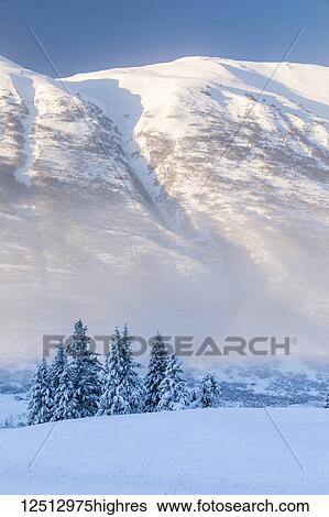 Spruce trees covered in fresh snow stand in front of a birch tree forest blanketed in white snow, the mountainsides of Turnagain Pass bathed in warm light in the background, Kenai Peninsula, South-central Alaska; Alaska, United States of America View Large Photo Image Stock Photograph - Spruce trees covered in fresh snow stand in front of a birch tree forest blanketed in white snow, the mountainsides of Turnagain Pass bathed in warm light in the background, Kenai Peninsula, South-central Alaska; Alaska, United States of America. Fotosearch