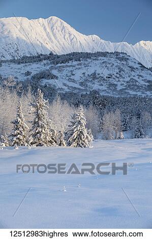 Stock Photograph - Spruce trees covered in fresh snow stand in front of a birch tree forest blanketed in white snow warmed by the setting sun, rugged snow-covered ridge lines in the background, Turnagain Pass, Kenai Peninsula, South-central Alaska; Alaska, United States.... Fotosearch