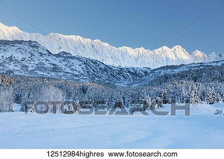 Spruce trees covered in fresh snow stand in front of a birch tree forest blanketed in snow warmed by the setting sun, rugged snow-covered ridge lines in the background, Turnagain Pass, Kenai Peninsula, South-central Alaska; Alaska, United States of... View Large Photo Image Stock Photograph - Spruce trees covered in fresh snow stand in front of a birch tree forest blanketed in snow warmed by the setting sun, rugged snow-covered ridge lines in the background, Turnagain Pass, Kenai Peninsula, South-central Alaska; Alaska, United States of.... Fotosearch