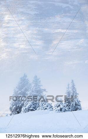 Stock Photograph - Spruce trees covered in fresh snow with fog and low cloud obscuring the background, Kenai Peninsula, South-central Alaska; Alaska, United States of America. Fotosearch