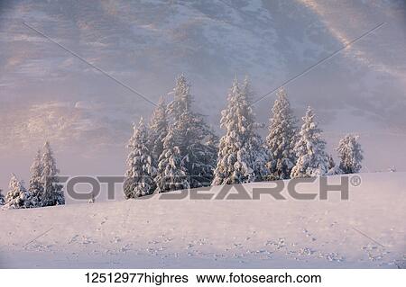 Stock Photograph - Spruce trees covered in fresh snow with fog and low cloud obscuring the birch tree forest blanketed in snow in the background, the mountainsides of Turnagain Pass bathed in warm light, Kenai Peninsula, South-central Alaska; Alaska, United States of.... Fotosearch
