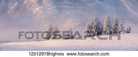 Spruce trees covered in fresh snow with fog and low cloud obscuring the birch tree forest blanketed in snow in the background, the mountainsides of Turnagain Pass bathed in warm light, Kenai Peninsula, South-central Alaska; Alaska, United States of... View Large Photo Image Stock Photograph - Spruce trees covered in fresh snow with fog and low cloud obscuring the birch tree forest blanketed in snow in the background, the mountainsides of Turnagain Pass bathed in warm light, Kenai Peninsula, South-central Alaska; Alaska, United States of.... Fotosearch