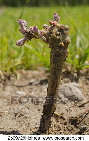 St. Pepin Grape vine just after planting; Shefford, Quebec, Canada View Large Photo Image Stock Photograph - St. Pepin Grape vine just after planting; Shefford, Quebec, Canada. Fotosearch
