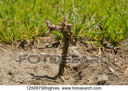 St. Pepin Grape vine just after planting; Shefford, Quebec, Canada View Large Photo Image Stock Photograph - St. Pepin Grape vine just after planting; Shefford, Quebec, Canada. Fotosearch