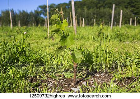 Stock Photograph - St. Pepin Grape vine just after planting; Shefford, Quebec, Canada. Fotosearch