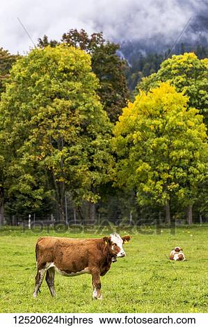 Standing cattle in pasture with tree background and cloud over the mountainside; Grainau, Bavaria, Germany View Large Photo Image Stock Photograph - Standing cattle in pasture with tree background and cloud over the mountainside; Grainau, Bavaria, Germany. Fotosearch