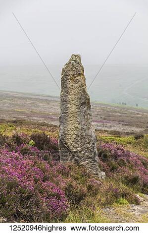 Stock Photograph - Standing stone amidst pink Heather in the mist in the North Yorkshire moors; Yorkshire, England. Fotosearch
