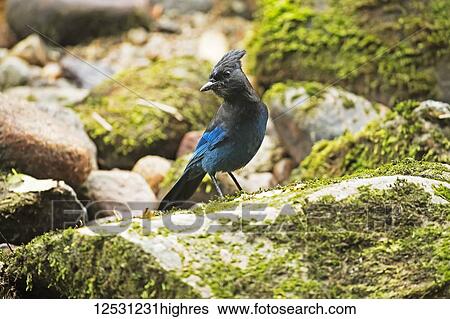 Steller's Jay (Cyanocitta stelleri), Great Bear Rainforest; Hartley Bay, British Columbia, Canada View Large Photo Image Stock Photograph - Steller's Jay (Cyanocitta stelleri), Great Bear Rainforest; Hartley Bay, British Columbia, Canada. Fotosearch