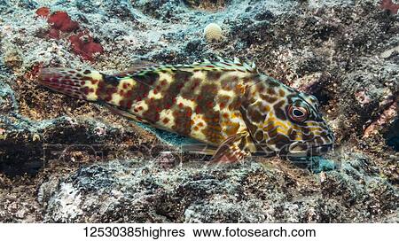 Stocky Hawkfish (Cirrhitus pinnulatus) resting on a lava rock reef off Kauai, Hawaii, during the spring; Kauai, Hawaii, United States of America View Large Photo Image Stock Photograph - Stocky Hawkfish (Cirrhitus pinnulatus) resting on a lava rock reef off Kauai, Hawaii, during the spring; Kauai, Hawaii, United States of America. Fotosearch