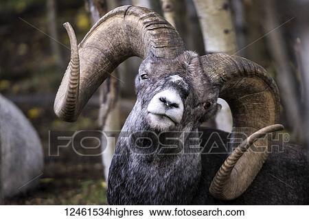 Stock Photograph - Stone Sheep (ovis dalli stonei), captive; Yukon Territory, Canada. Fotosearch