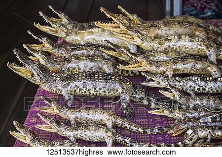 Stuffed Siamese crocodiles, Tonle Sap; Siem Reap, Cambodia View Large Photo Image Stock Photograph - Stuffed Siamese crocodiles, Tonle Sap; Siem Reap, Cambodia. Fotosearch