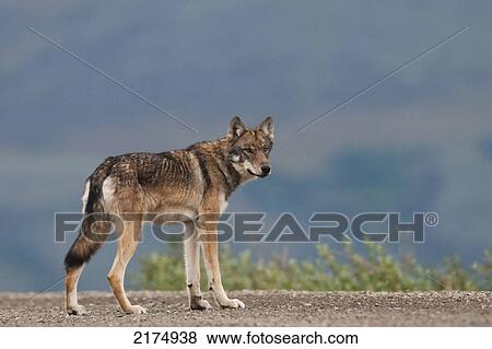 Sub Adult Gray Wolf Pauses On The Park Road In Denali National Park, Alaska. View Large Photo Image Stock Photo - Sub Adult Gray Wolf Pauses On The Park Road In Denali National Park, Alaska.. Fotosearch