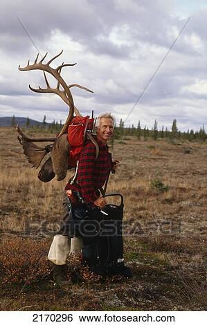 Successful Hunter Packing Out Caribou Head & Antlers Tikchik State Park Western Alaska Autumn View Large Photo Image Stock Photograph - Successful Hunter Packing Out Caribou Head & Antlers Tikchik State Park Western Alaska Autumn. Fotosearch