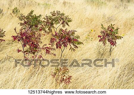 Stock Photograph - Sumac and sunflowers in a field of autumn colours, Eastern Washington; Maryhill, Washington, United States of America. Fotosearch