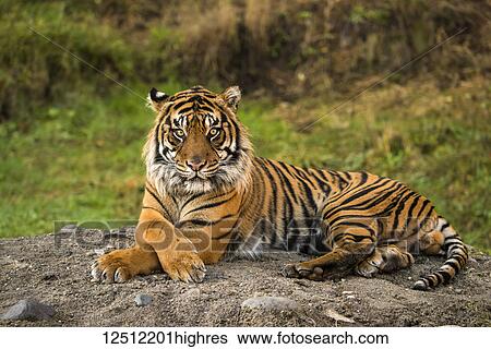 Sumatran Tiger (panthera tigris sumatrae) in captivity lying down and looking at the camera; Washington, United States of America View Large Photo Image Stock Photograph - Sumatran Tiger (panthera tigris sumatrae) in captivity lying down and looking at the camera; Washington, United States of America. Fotosearch