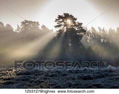 Sunbeams shine through silhouetted trees to a frosty ground, Esher Commons; Surrey, England View Large Photo Image Stock Photograph - Sunbeams shine through silhouetted trees to a frosty ground, Esher Commons; Surrey, England. Fotosearch