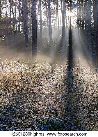 Stock Photograph - Sunbeams shine through silhouetted trees to a frosty ground, Esher Commons; Surrey, England. Fotosearch