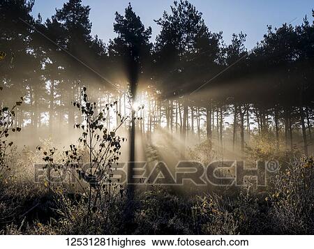 Stock Photograph - Sunbeams shine through silhouetted trees, Esher Commons; Surrey, England. Fotosearch