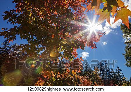 Stock Photograph - Sunburst through autumn coloured foliage and blue sky, White Mountains National Forest; New England, United States of America. Fotosearch