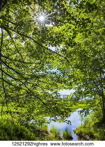 Stock Photograph - Sunburst through maple trees along the St. Mary's River; Crows Nest, Nova Scotia, Canada. Fotosearch