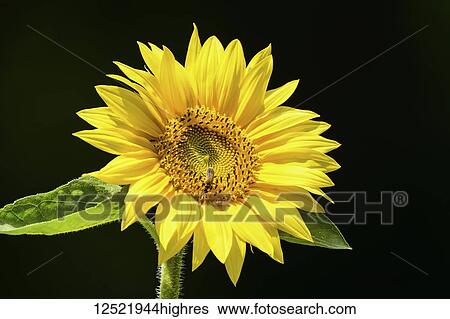 Sunflower (Helianthus) in bloom on a black background, Finger Lakes Region; New York, United States of America View Large Photo Image Stock Photograph - Sunflower (Helianthus) in bloom on a black background, Finger Lakes Region; New York, United States of America. Fotosearch