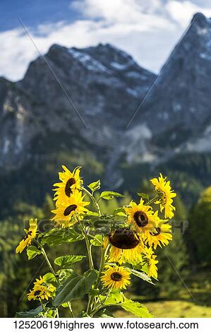 Stock Photograph - Sunflowers against a mountain background; Grainau, Bavaria, Germany. Fotosearch