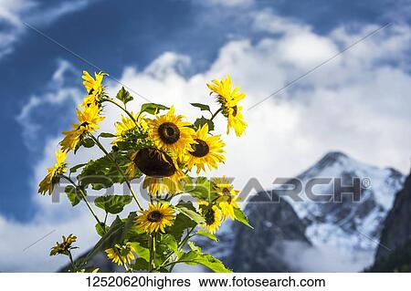 Sunflowers against a mountain background; Grainau, Bavaria, Germany View Large Photo Image Stock Photograph - Sunflowers against a mountain background; Grainau, Bavaria, Germany. Fotosearch