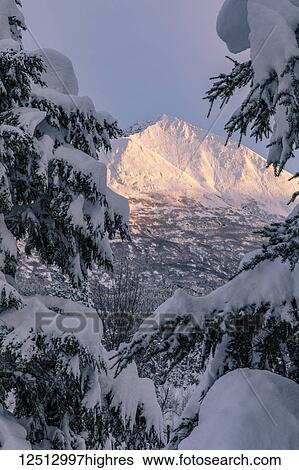 Sunlight illuminating a snow-covered mountains with evergreen branches laden with snow, Kenai Peninsula, South-central Alaska; Moose Pass, Alaska, United States of America View Large Photo Image Stock Photograph - Sunlight illuminating a snow-covered mountains with evergreen branches laden with snow, Kenai Peninsula, South-central Alaska; Moose Pass, Alaska, United States of America. Fotosearch