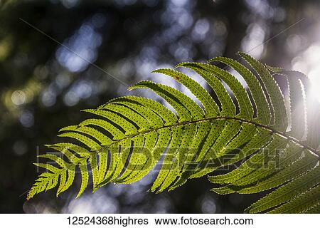 Sunlight shines through a sword fern frond (Polystichum munitum); Astoria, Oregon, United States of America View Large Photo Image Stock Photograph - Sunlight shines through a sword fern frond (Polystichum munitum); Astoria, Oregon, United States of America. Fotosearch