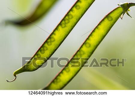 Sunlight shines through pea pods; Astoria, Oregon, United States of America View Large Photo Image Stock Photograph - Sunlight shines through pea pods; Astoria, Oregon, United States of America. Fotosearch