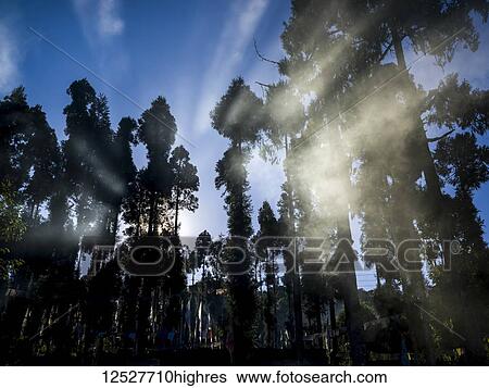 Stock Photograph - Sunlight shines through the trees at dawn at the Rinchenpong Monastary; Sikkim, India. Fotosearch