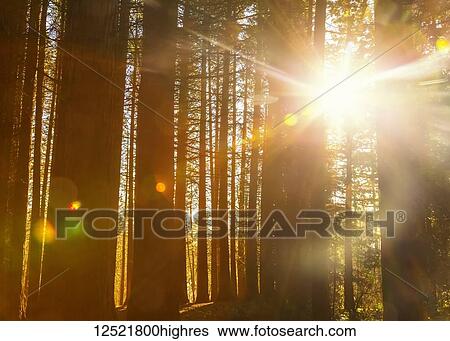 Stock Photograph - Sunlight shining brightly through the trees in a forest at Red Willow Park: Surrey; British Columbia, Canada. Fotosearch