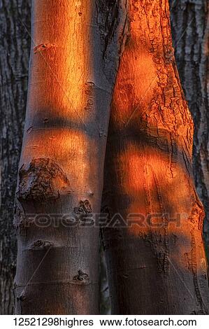 Sunset light cast onto two tree trunks glowing red; Bedford, Nova Scotia, Canada View Large Photo Image Stock Photograph - Sunset light cast onto two tree trunks glowing red; Bedford, Nova Scotia, Canada. Fotosearch