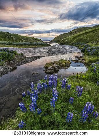 Sunset over a stream near Hofsos, North Iceland with lupines in the foreground; Hofsos, Iceland View Large Photo Image Stock Photograph - Sunset over a stream near Hofsos, North Iceland with lupines in the foreground; Hofsos, Iceland. Fotosearch