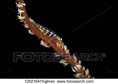 Super macro 1 Goby On Wire Coral; Maui, Hawaii, United States of America View Large Photo Image Stock Photograph - Super macro 1 Goby On Wire Coral; Maui, Hawaii, United States of America. Fotosearch
