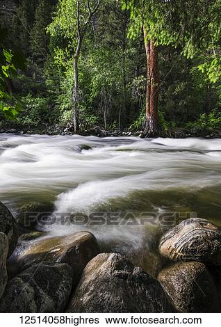 Stock Photograph - Surface view of wet rocks and water flowing in Leigh Creek, nestled among the pines at the bottom of Leigh Canyon, Big Horn National Forest; Wyoming, USA. Fotosearch