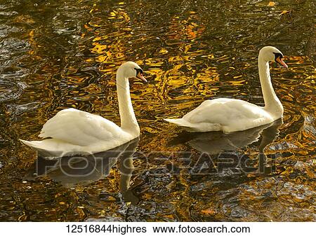 Swans on Bolam Lake in autumn with the golden foliage reflecting on the surface of the water; Northumberland, England View Large Photo Image Stock Photograph - Swans on Bolam Lake in autumn with the golden foliage reflecting on the surface of the water; Northumberland, England. Fotosearch