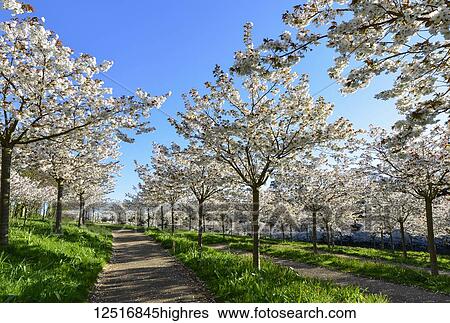 Tai Haku cherry trees in the cherry orchard at the Alnwick Garden; Alnwick, Northumberland, England View Large Photo Image Stock Photograph - Tai Haku cherry trees in the cherry orchard at the Alnwick Garden; Alnwick, Northumberland, England. Fotosearch