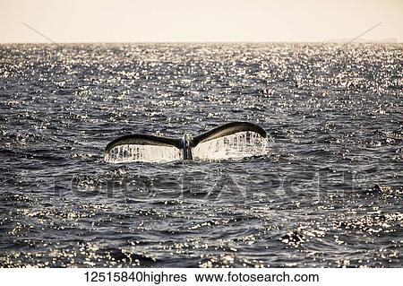 Stock Photograph - Tail of a Humpback Whale (Megaptera novaeangliae) backlit by sunlight at dusk; Makawao, Maui, Hawaii, United States of America. Fotosearch