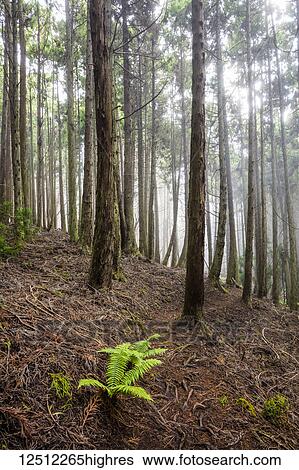 Tall Redwood trees at 6, 000 feet elevation, Poli Poli State Park; Kula, Maui, Hawaii, United States of America View Large Photo Image Stock Photograph - Tall Redwood trees at 6, 000 feet elevation, Poli Poli State Park; Kula, Maui, Hawaii, United States of America. Fotosearch