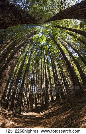 Stock Photograph - Tall Redwood trees at 6, 000 feet elevation, Poli Poli State Park; Kula, Maui, Hawaii, United States of America. Fotosearch