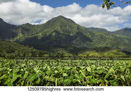 Stock Photograph - Taro patches, Hanalei National Wildlife Refuge, Hanalei Valley; Hanalei, Kauai, Hawaii, United States of America. Fotosearch