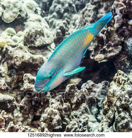 Stock Photograph - Terminal male Bullethead Parrotfish (Chlororus sordidus) photographed while scuba diving the Kona Coast; Island of Hawaii, Hawaii, United States of America. Fotosearch