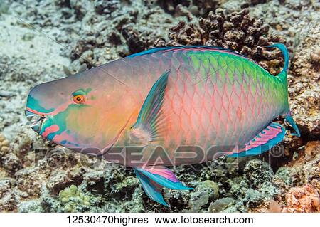 Terminal male Redlip Parrotfish (Scarus rubroviolaceus) photographed while scuba diving the Kona Coast; Island of Hawaii, Hawaii, United States of America View Large Photo Image Stock Photograph - Terminal male Redlip Parrotfish (Scarus rubroviolaceus) photographed while scuba diving the Kona Coast; Island of Hawaii, Hawaii, United States of America. Fotosearch