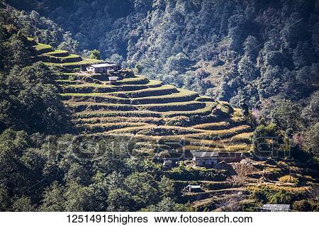 Terraced fields in the Himalayas; Nepal View Large Photo Image Stock Photograph - Terraced fields in the Himalayas; Nepal. Fotosearch