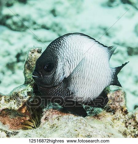 Stock Photograph - The endemic Hawaiian Dascyllus (Dascyllus albisella) photographed while scuba diving along the Kona Coast; Island of Hawaii, Hawaii, United States of America. Fotosearch