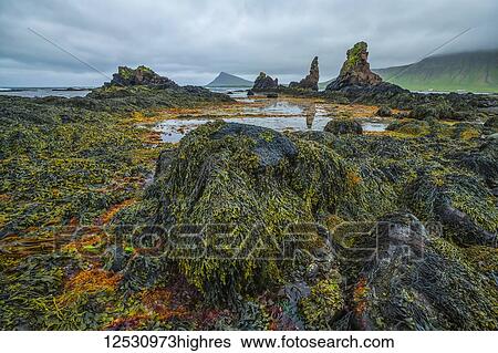 The low tide reveals a lush world of life under the water along the Strandir Coast; Djupavik, West Fjords, Iceland View Large Photo Image Stock Photograph - The low tide reveals a lush world of life under the water along the Strandir Coast; Djupavik, West Fjords, Iceland. Fotosearch