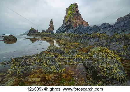 Stock Photograph - The low tide reveals a lush world of life under the water along the Strandir Coast; Djupavik, West Fjords, Iceland. Fotosearch