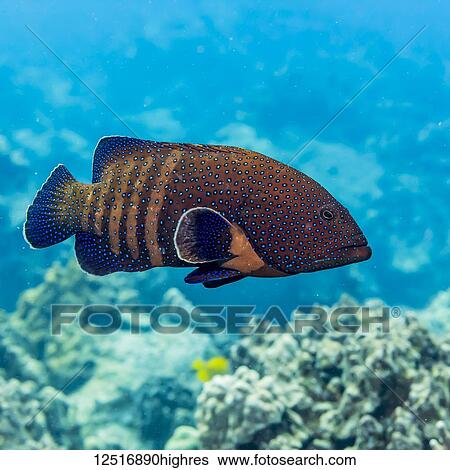 hawaiian reef fish toau hawaiian reef fish toau